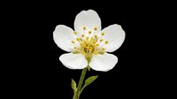 White wild flower with yellow stamens on transparent background, isolated for stickers, t-shirt design, print on demand, sublimation, and clipart use.