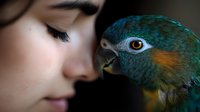 Young Asian woman with closed eyes in gentle profile view next to blue-and-gold macaw parrot, creating intimate connection between human and exotic bird in soft lighting.