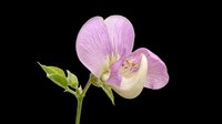 Delicate purple orchid flower with green stem and buds isolated on transparent background. Ready for t-shirt designs, clipart, stickers, sublimation, and print-on-demand projects.