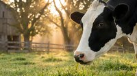 Holstein dairy cow grazing on green grass in golden sunset light on farm pasture for agriculture and livestock farming concepts.