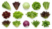 Assorted fresh lettuce and leafy greens varieties isolated on white background, including romaine, butterhead, iceberg, and radicchio for salad preparation and healthy eating.