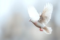White dove with spread wings soaring against soft gray background, symbolizing peace, freedom, and spirituality. Detailed feathers and graceful flight captured in motion.
