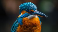 Common kingfisher close-up portrait showing vibrant blue and orange feathers against dark background. Detailed view captures distinctive long beak and intricate plumage patterns.