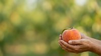 Ripe peach held in open palm against blurred orchard background, representing fresh produce, harvest season, organic farming, and healthy eating for agricultural and food industry use.