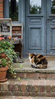 Calico cat sitting on brick steps by weathered blue door with potted plants creating cozy cottage entrance scene for home and garden lifestyle content.
