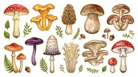 Edible and poisonous mushroom varieties with botanical elements, including red caps, golden chanterelles, and brown species with ferns and plants for educational or culinary design use.