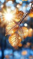 Golden autumn leaves backlit by morning sunlight with frost crystals and bokeh effect creating magical nature atmosphere. Perfect for seasonal greeting cards.