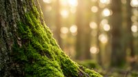 Vibrant green moss growing on tree bark in sunlit forest with warm golden bokeh light filtering through trees creating peaceful natural atmosphere.