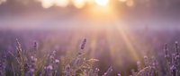 Lavender field at sunset with golden sunbeams creating dreamy atmosphere for aromatherapy and wellness content.