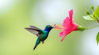 Tiny hummingbird with iridescent green and blue feathers hovering near bright pink hibiscus flower against soft blurred natural background.
