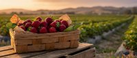 Fresh ripe strawberries in wooden crate at sunset on farm field background. Organic berry harvest concept for healthy eating and agriculture business.