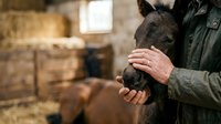 Farmer in green jacket gently holding and petting young black goat in barn setting. Livestock care and animal husbandry concept for agricultural and farming industry use.