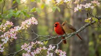 Male cardinal perched on flowering branch in spring garden with pink blossoms and soft natural lighting for wildlife and nature photography projects.