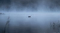 Solitary duck swimming in misty lake at dawn with dramatic cloudy sky and fog creating serene atmospheric mood for nature photography and wildlife concepts.