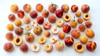 Fresh ripe peaches and nectarines collection with whole fruits and cut halves showing juicy flesh and pits isolated on white background for food design.