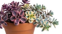 Potted succulent plants with purple, yellow and green foliage in terracotta container, isolated on white background for design and decorative use.