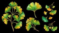 Ginkgo leaf set with green and yellow foliage on transparent background, ready for stickers, t-shirt design, sublimation, print on demand, and clipart use.