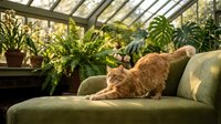 Ginger cat stretching on green sofa in sunlit conservatory with potted plants and natural light, suitable for home decor and pet lifestyle content.