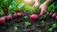 Farmer hands harvesting fresh organic beetroot from fertile soil in vegetable garden during growing season, sustainable agriculture concept.
