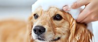Golden retriever dog getting shampooed during bath time with gentle hands washing fur for pet grooming and hygiene care at home or salon.