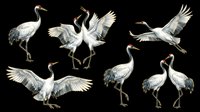 Set of red-crowned cranes in various poses, isolated on transparent background. Great for t-shirt design, stickers, clipart, sublimation, and print on demand projects.