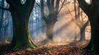 Mystical forest scene with sunbeams filtering through ancient trees and fallen autumn leaves creating magical atmosphere for nature backgrounds.