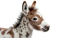Spotted brown and white baby donkey foal portrait on white background, close-up view of head and neck showing detailed fur texture and markings.