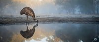 Brown kiwi bird drinking water with perfect reflection in puddle during misty dawn light creating serene wildlife moment in natural habitat.