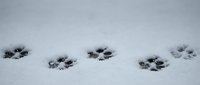Animal paw prints trail across pristine white snow creating natural winter tracking pattern for outdoor adventure and wildlife exploration themes.
