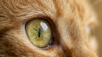 Close-up macro shot of orange tabby cat's striking green eye with detailed iris patterns and whiskers, perfect for pet photography and animal portraits.