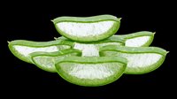 Fresh aloe vera slices isolated on transparent background, ready for t-shirt design, stickers, clipart, print on demand, and sublimation projects.