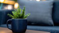 Small green fern plant growing in dark blue ceramic coffee mug against blurred cozy interior background with soft bokeh lights and gray cushions.