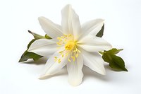 Single white star-shaped flower with yellow stamens and green leaves on pure white background, isolated botanical macro photography for design projects.