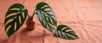 Tropical green monstera leaves with natural splits and holes displayed on terracotta pot against coral pink fabric background for botanical and home decor design projects.