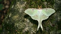 Large pale green luna moth with long tails resting on mossy tree bark in natural forest environment for nature and wildlife photography projects.