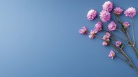 Pink dried flowers on blue background, minimalist floral composition with delicate petals and stems creating elegant natural arrangement for decorative design.
