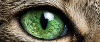 Close-up macro shot of vibrant green cat eye with detailed iris patterns and fur texture. Perfect for pet photography, veterinary concepts, and animal portraits.