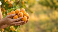 Farmer holding fresh ripe apricots in hands with orchard garden background, harvest season agriculture and organic fruit production concept.