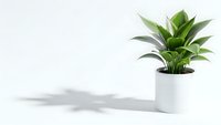 Green houseplant in white ceramic pot on clean surface with soft shadow, minimalist home decor for modern interior design and wellness lifestyle.