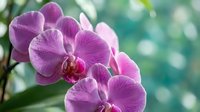 Purple orchid flowers blooming on branch with soft green bokeh background. Elegant tropical houseplant displaying vibrant pink petals in natural light.