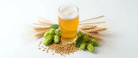 Fresh beer glass with foam surrounded by green hops, golden wheat ears and barley grains on white background for brewing industry and oktoberfest celebration.