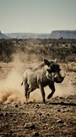 Wild warthog running through dusty African savanna landscape with dramatic dust cloud and mountain backdrop in natural wildlife habitat.