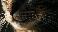 Close-up of a tabby cat nose and whiskers in warm natural light, showcasing fine fur texture and feline details in a moody, dramatic style.