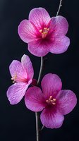 Pink cherry blossoms with delicate veined petals against dark background, macro photography showing intricate floral details and natural patterns.
