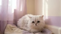 Fluffy white Persian cat resting on a cozy blanket near a sunlit window with soft purple curtains in a calm indoor setting.
