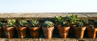 Succulent plants in terracotta pots arranged in a row on rustic stone surface, ideal for gardening, landscaping, and home decor projects.