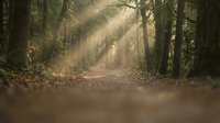 Sunlight beams pierce through misty forest canopy creating magical atmosphere on woodland path covered with autumn leaves for nature backgrounds.