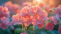 Delicate coral pink geranium flowers blooming in garden at sunset with soft bokeh background and dreamy atmosphere, natural floral composition.