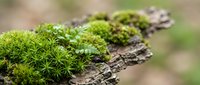 Green moss growing on weathered tree bark in natural forest environment with soft blurred background for nature and botanical themes.