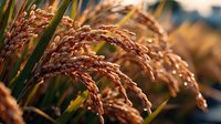 Golden rice grains ripening in paddy field at sunset, showcasing mature panicles with warm sunlight illuminating the crop.